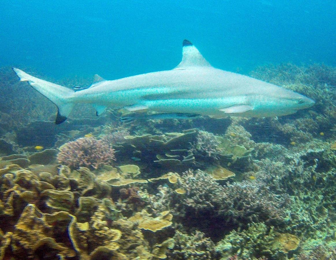 Hotel Go Deeper Tioman Zewnętrze zdjęcie