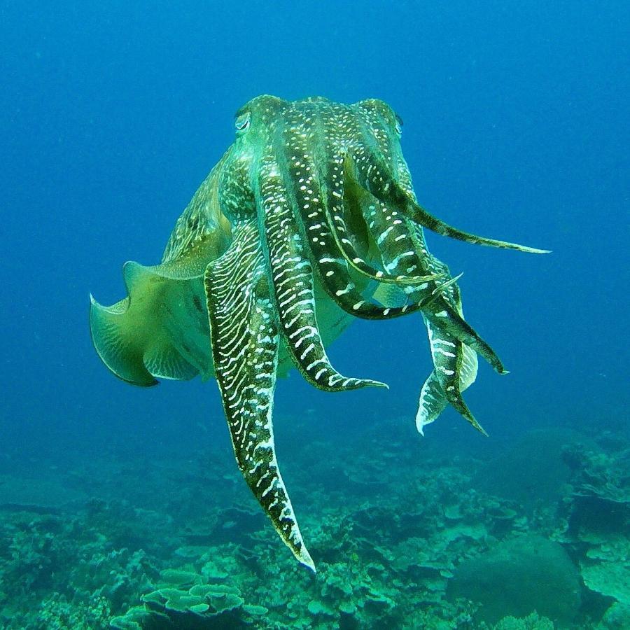 Hotel Go Deeper Tioman Zewnętrze zdjęcie